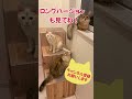 185センチのゲートを飛び越える猫 突破されたw