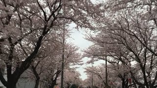 鍋田川堤桜並木「桜のトンネル」花見 満開(4kmノーカット)