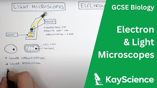GCSE Biology – Electron vs Light Microscopes