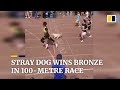 Zwerfhond 'Little White' doet mee aan de 100 meter en wint brons