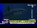 深海霸主擂台賽開打 大白鯊 vs.大王魷魚｜tvbs新聞