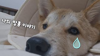 6개월 강아지 중성화 수술 vlog / 수컷강아지 중성화 / 땅콩아 안녕