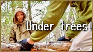 it was at the point we had to get under the trees to find the relics metal detecting the cellar hole