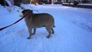 冬の散歩！寒すぎて動けなくなるパグ！Pug