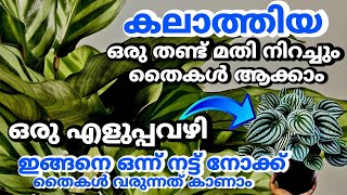 ഒരു തണ്ട് മതി നിറച്ചും തൈകൾ ആക്കാം ഇതാ ഒരു എളുപ്പവഴി ||Calathea Plant Care \u0026Propagation Method.