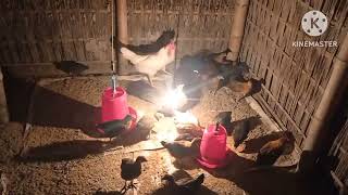 100 লোকেল মুৰগি ৰ পোৱালী খৰছ আৰু লাভ কিমান  how to100  local hen chicks profit