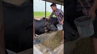 Girdhara dairy farm Surat Gujarat