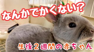 『生後２週間』一羽だけ産まれた子うさぎはこんなにも賢いのです！ミニレッキスの赤ちゃん