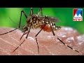 Kochi Municipal cooperation took action to resist dengue fever | Manorama News