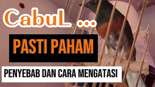 Rawatan Murai Batu cabul ciak bulu||penyebab \u0026 cara mengatasi Murai Batu ciak bulu||Murai Batu emosi