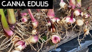 Tips To Grow Canna Edulis || How To Grow Canna Edulis at Home