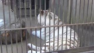 2022.3.27 宇都宮動物園☆ホワイトタイガーのシラナミちゃんとイーサンくん_02