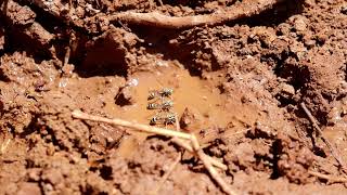 Parapolybia escalerae,  a new honey producer wasp from Kurdistan. شەمەترینکە