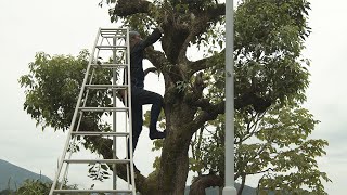 Camphor tree Pruning - 4K Video【クスノキの丸坊主】