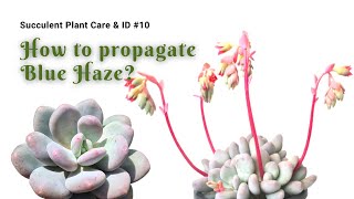 【Succulent Plant ID #10】How to care and propagate Pachyphytum Blue Haze｜Artistic Succulent｜植得｜多肉植物