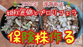 【多肉植物】チョンパして保険株を作る❗