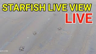 সমুদ্র সি বিচ এ হটাৎ প্রচুর তারা মাছ 😱😲 sea star fish  live view