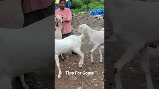 7977224622 /7977207023 Sojat Goats For Sale #deonarbakramandi #kalyanbakramandi #kalyangoatmarket