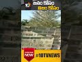 రోడ్డుపై సింహం lion cross road shorts 10tv