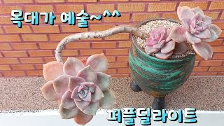 목대가 멋스러운 퍼플딜라이트 분갈이 했네요 ㅎ 수형이 정말 멋집니다