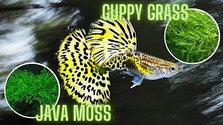 Guppy Grass vs Java Moss – Which is Best For Guppies ?