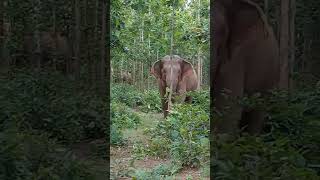 elephant attack । elephant #animal #elephantattack #wildelephant #wildlife #africanelephant