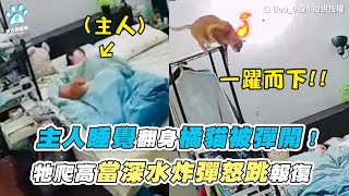 【主人睡覺翻身橘貓被彈開！ 牠爬高當深水炸彈怒跳報復】｜TikTok / liou_0824｜網友 / 周小安