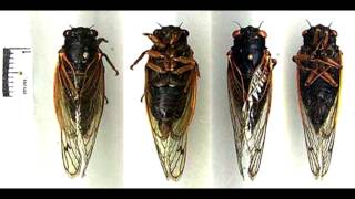 New Jersey Brood II Cicadas: Sounds of 3 Different Species