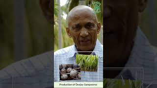 Production of Deejay Sampoorna - Hybrid Coconut Seedling #coconutfarming #coconutfarm