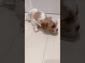 ミックス犬 キャバリア×ダックスのミックス犬