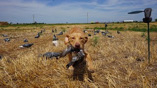 Hunting Pigeon with My Dog for The First Time!!