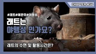 래트(애완쥐)는 야행성인가요?