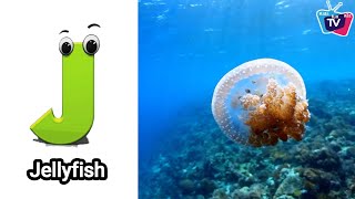 ABC Song | Sea Animals ABC Song | Phonics for Kids, Learn ABC, Baby Alphabet Letters