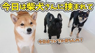 フレブルくん、今日は柴犬さんに囲まれて 【ひみつきちなう！①】2019年2月15日