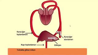 Glucose densities of liver-related vessels in satiety and starvation