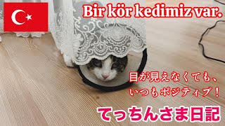 【トルコ動物】目が見えない保護猫ちゃん、てっちんさま日記　Görme engelli kedimiz var.