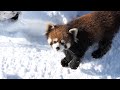 Feb, 2023. Red Panda Sayuri Part1 at Maruyama Zoo