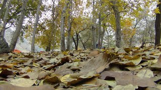 An autumn day in the mountains, North of Tehran, Darakeh Valley, یک روز پاییزی در جنگل کارای درکه