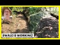 Swale Is Working After Heavy Rain | Permaculture Farming In The Philippines