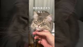 アゴの下が弱点です【5/31】 #cat #サイベリアン #猫のいる暮らし