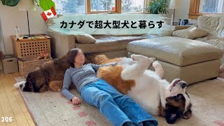 セントバーナードは頑固で個性的で面白い⁉︎【超大型犬3頭とカナダで田舎暮らし】