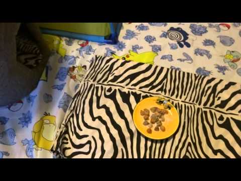 Baby Raccoons' First Encounter With Solid Food Baby Raccoons' First Encounter With Solid Food