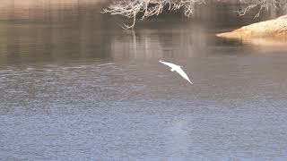 [4K] 野鳥：湖面を飛ぶダイサギ／Ｓ湖