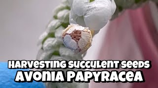 Succulent seeds | Avonia Papyracea flower bud, flower, seed, seedpod | harvesting seeds