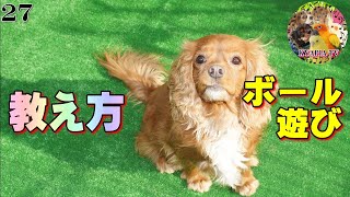 犬のボール遊びの教え方 ただただ褒めてオヤツ❤キャバリア 27