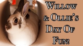 BudgetBunny: Willow \u0026 Ollie's Day Of Fun!