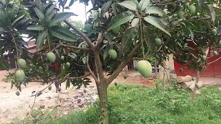 হাড়িভাঙ্গা আমের পরিচিতি | Introduction of Hari-Vanga Mango