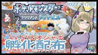 【孵化配布】４V,5Vオシャボ→誰でも交換OKだよ(^_-)-☆【ポケモンBDSP】