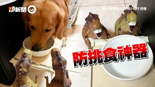 黃金獵犬挑食不吃飯　媽請出恐龍玩具對付😎｜阿金｜狗｜寵物