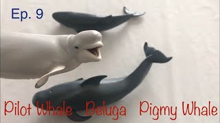 Episode 9: Pilot whale, Beluga and Pigmy sperm whale